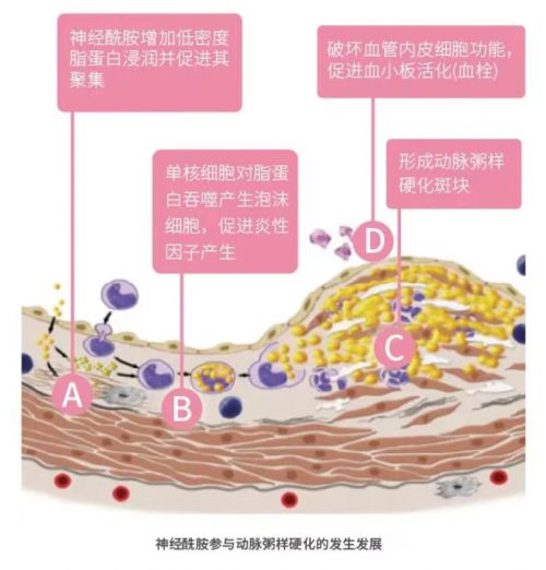 华大基因推出多种神经酰胺基因检测产品,守护心脑血管健康